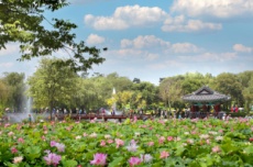 부여군, 제22회 부여서동연꽃축제 7월 5일 서동공원(궁남지)에서 개막, 국내여행, 여행정보