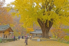 가을맞이 슬기로운 단풍 여행…“경주 명소 9곳으로 오세요”, 국내여행, 여행정보