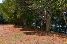 거제시, 설 연휴, 가족과 함께 거제 나들이 어때요, 국내여행, 여행정보