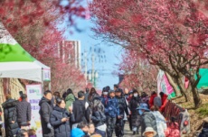 순천시, 홍매화로 문화를 꽃피우다! 제7회 매곡동 탐매축제 개최, 국내여행, 여행정보