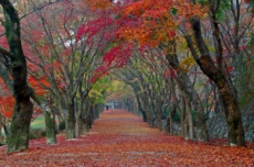 정읍시, 내장산국립공원, 6회 연속 ‘한국 관광 100선’ 선정, 국내여행, 여행정보