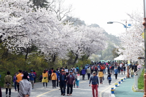 목포시, 오는 4월 6일에 2019년 유달산 봄 축제 개최 