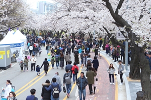 “꽃이 피면, 봄이 온다” 2019 영등포 여의도 봄꽃축제…4월 5일 개막