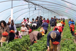 하동 옥종 북방 딸기축제 구경오세요