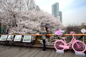 4월 3~7일 ‘양재천 힐링 벚꽃축제’ … 꽃길‧포토존‧야간 조명, 카페거리 가격할인 등 