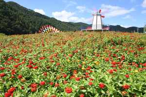 “소망이 이루어지는 100일홍” 제5회 평창백일홍축제 개최