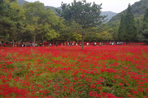 제19회 영광불갑산상사화축제 18일 개막