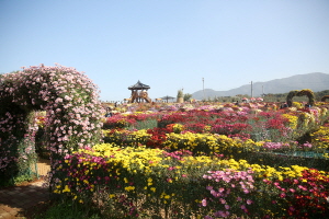 제22회 서산국화축제 구름인파