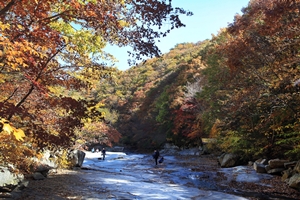 밀양 가지산 계곡 쇠점골의 만추