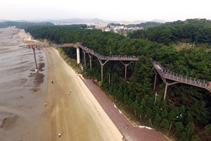 꽃과 소나무, 억새와 갯벌이 한 곳에… 장항 ‘해찬솔길’