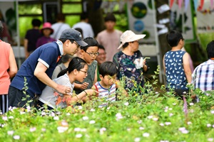 하늘과 맞닿은 천상의 화원 고한 함백산 야생화 즐기러 오세요!