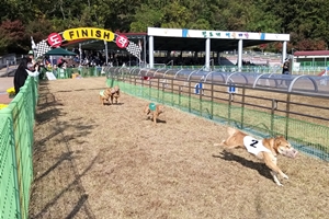 진도개와 함께하는 어질리티·공연·경주 보러오세요