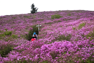 보성군, 전국 최대 규모 철쭉군락지 가꾼다