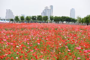 “태화강의 봄, 꽃으로 피다” 울산시‘2022 태화강 국가정원 봄꽃축제’