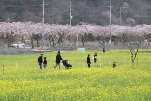 제19회 삼척맹방 유채꽃 축제, 4월 7일 개막!