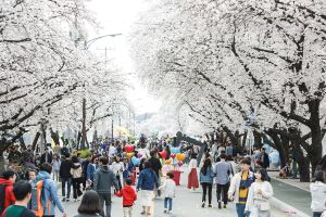 2023 안동 벚꽃축제, 4월 1일부터 닷새간 개최