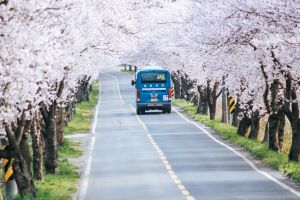 보령시, ‘핑크빛 봄의 향연’ 주산벚꽃축제로 여러분을 초대합니다