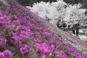 거창 수승대 출렁다리에서 내려다 본 화사한 봄 풍경