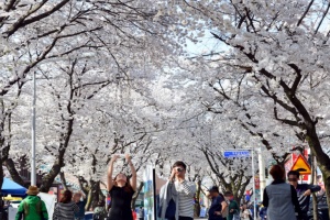 그림처럼 담은 봄 풍경, ‘제28회 제천 청풍호 벚꽃축제’ 개최