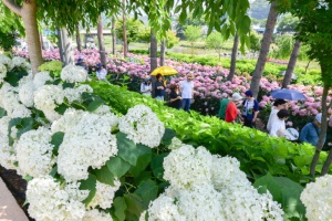 ‘공주 유구색동수국정원 꽃 축제’ 6월 14일 개막 