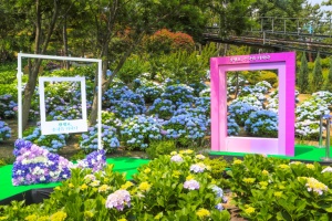 울산 남구, ‘2024년 장생포 수국 페스티벌’ 개최 ... 수국으로 물들다!