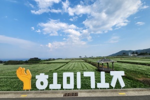 포항 호미곶에 순백의 메밀꽃 활짝! 바다와 어우러져 관광명소 눈길