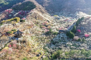 제24회 광양매화축제, 꽃만 보고 가면 후회…킬러 콘텐츠 풍성