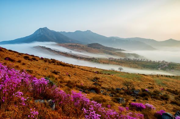 황매산의봄